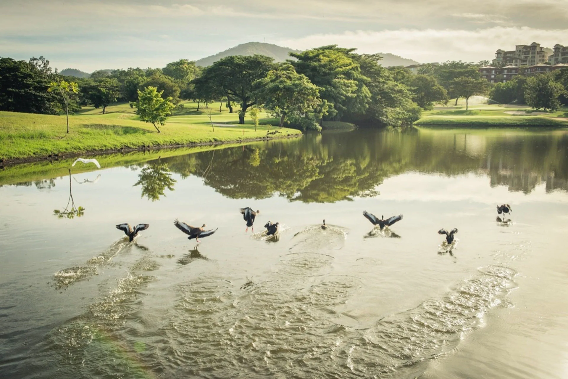 Birds taking off from a lagoon at W Costa Rica - Reserva Conchal.