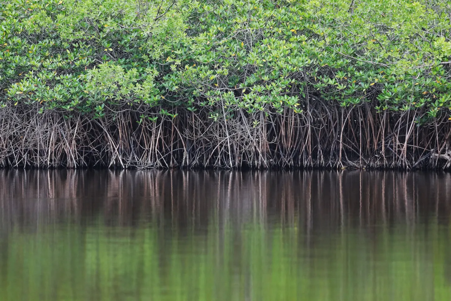 Mangrove roots reflected in calm water at W Costa Rica - Reserva Conchal.