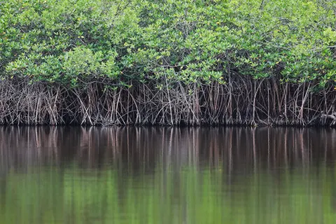 Mangrove roots reflected in calm water at W Costa Rica - Reserva Conchal.