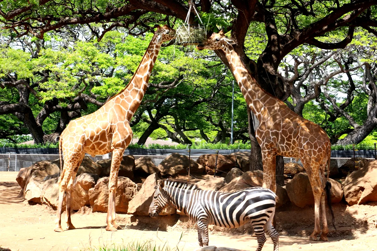 Honolulu Zoo 5 Min Walk