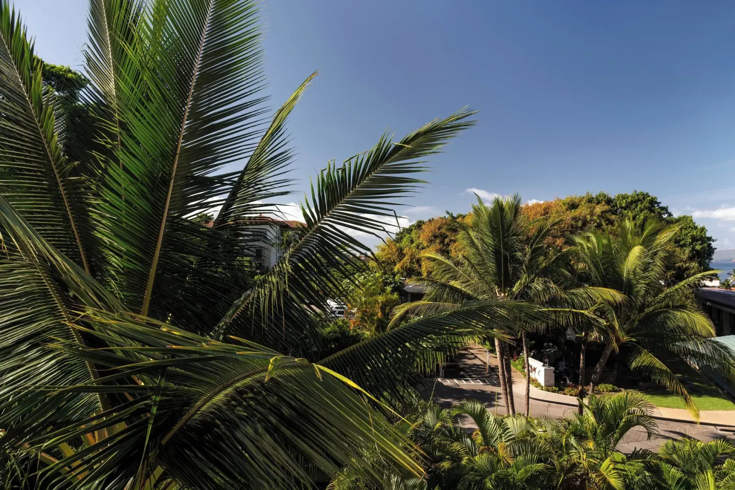 Palm-filled garden view from a room balcony at Wailea Beach Resort - Marriott, Maui.