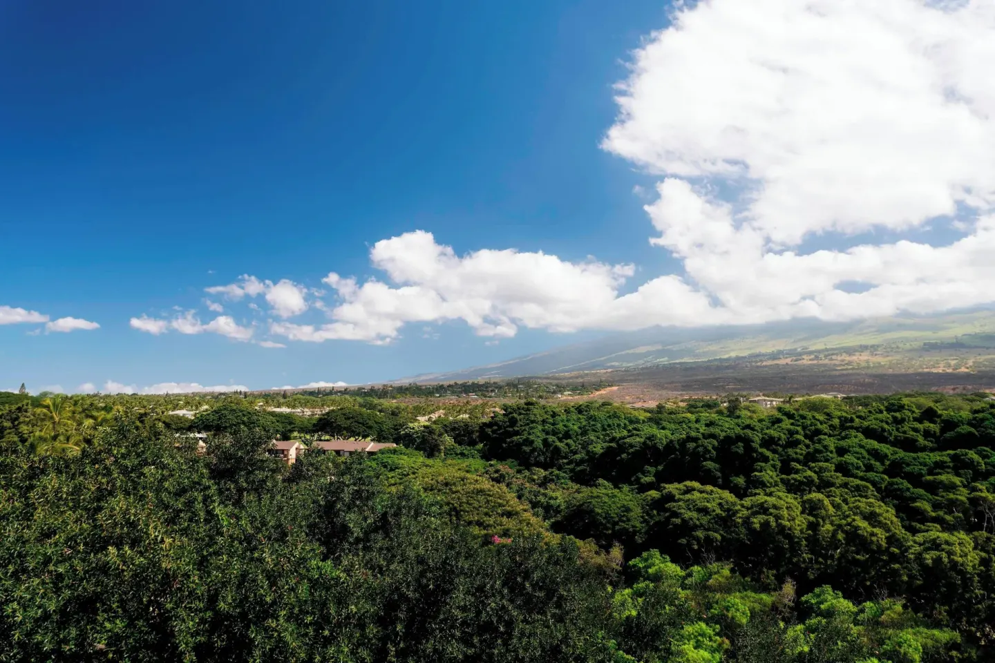 Garden and hillside view from the suite at Wailea Beach Resort - Marriott, Maui.