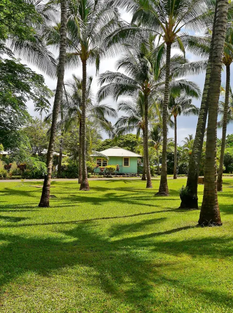 Cottage seen through palm trees on the lawn at Waimea Plantation Cottages.
