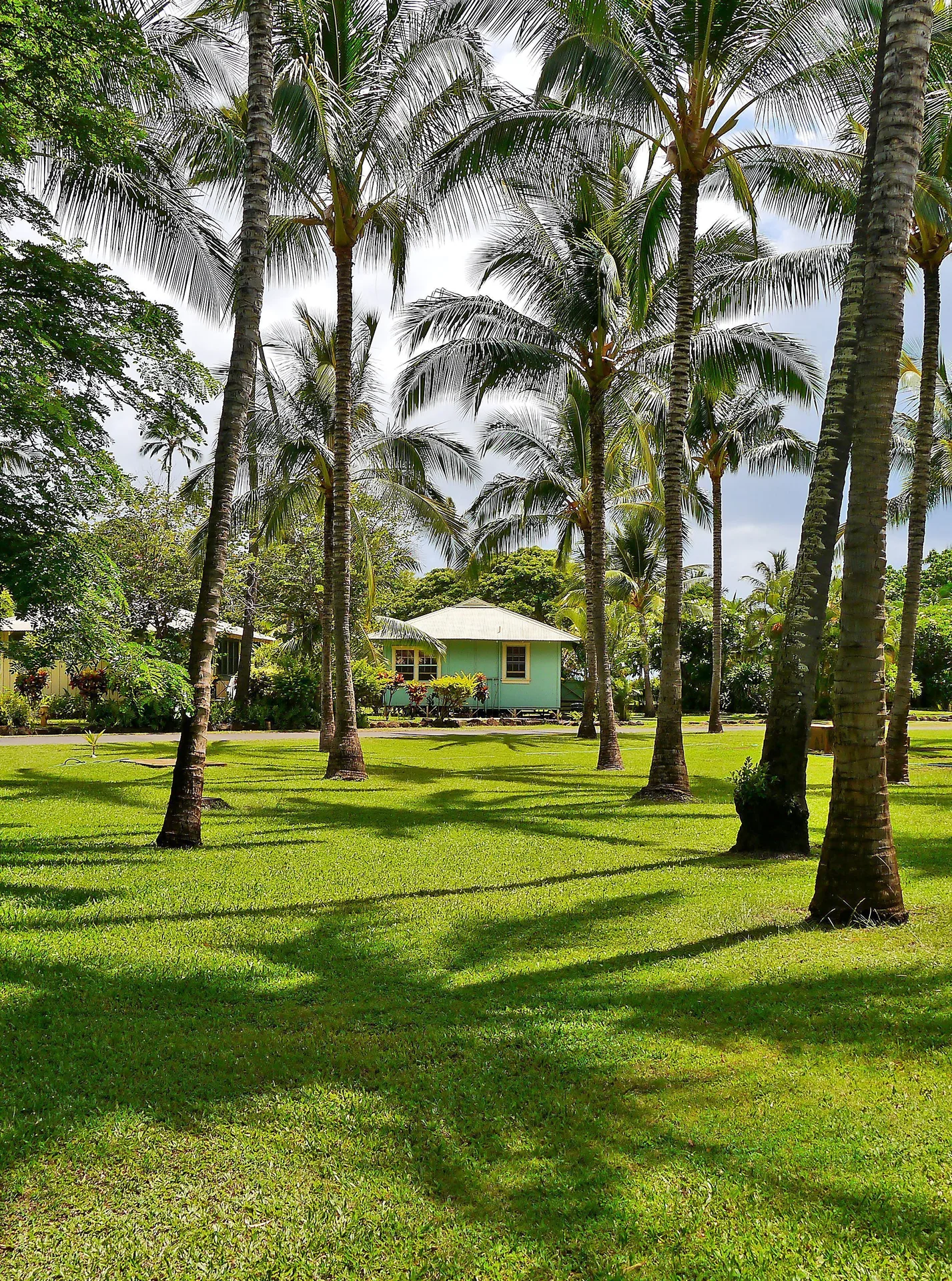 Cottage seen through palm trees on the lawn at Waimea Plantation Cottages.