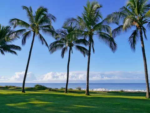 Palm trees on a green oceanfront lawn at Waimea Plantation Cottages.