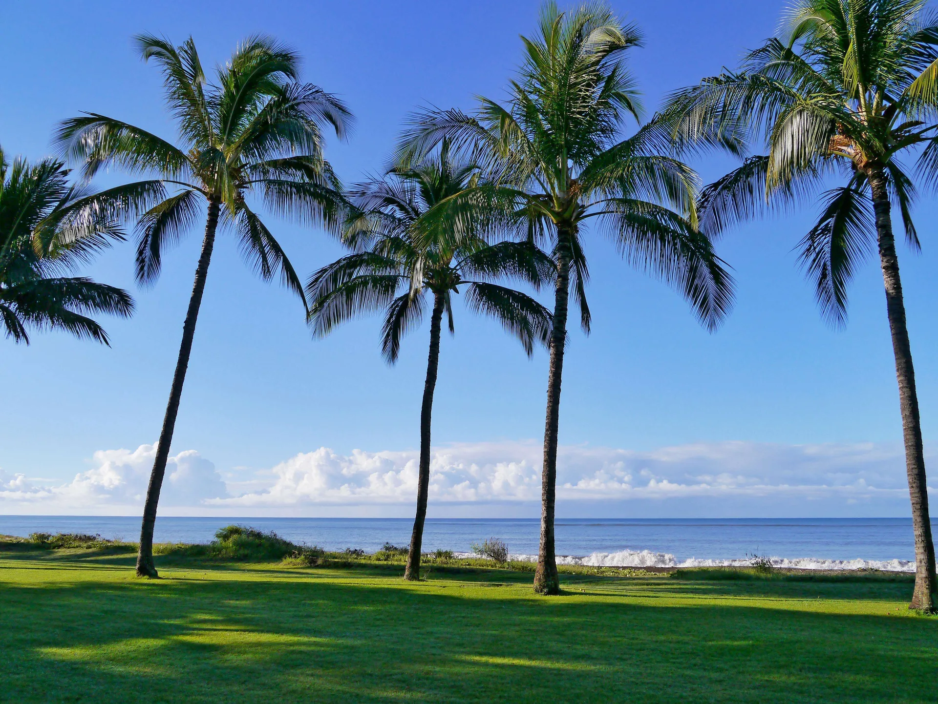 Palm trees on a green oceanfront lawn at Waimea Plantation Cottages.