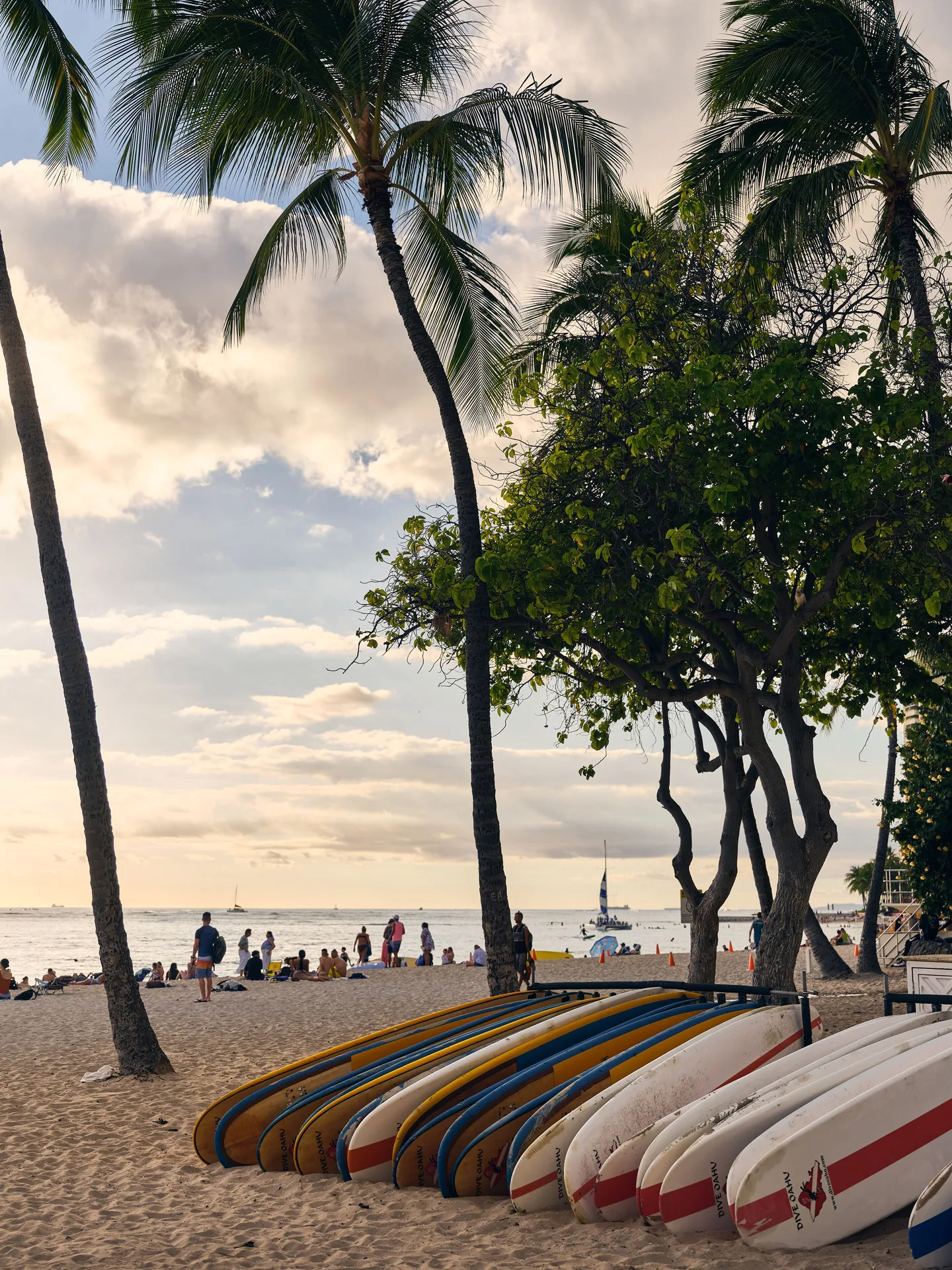Surfboards rest on the sand beneath palm trees near Wayfinder Waikiki.