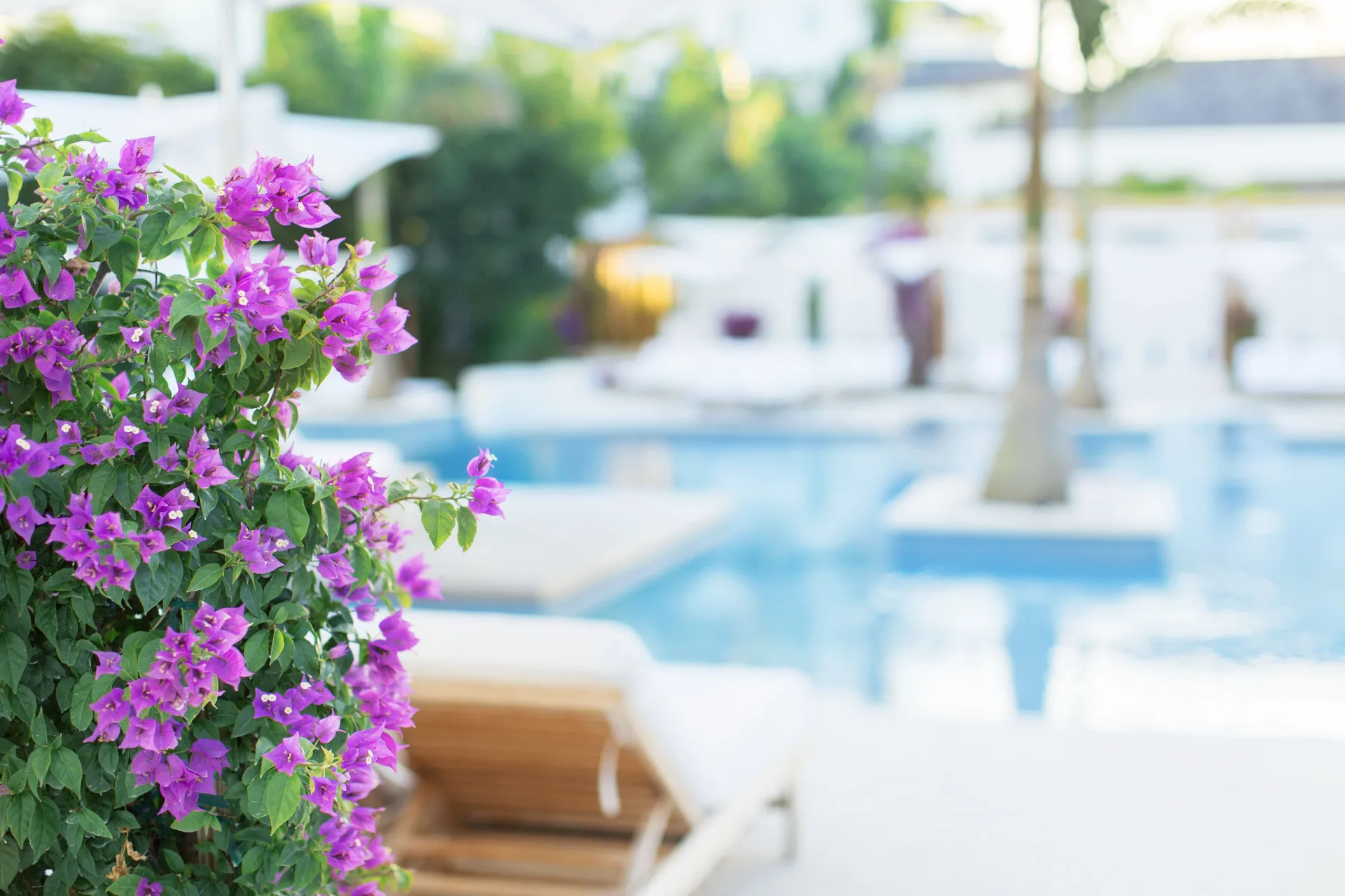 Purple bougainvillea beside a softly blurred pool at Wymara Resort and Villas.