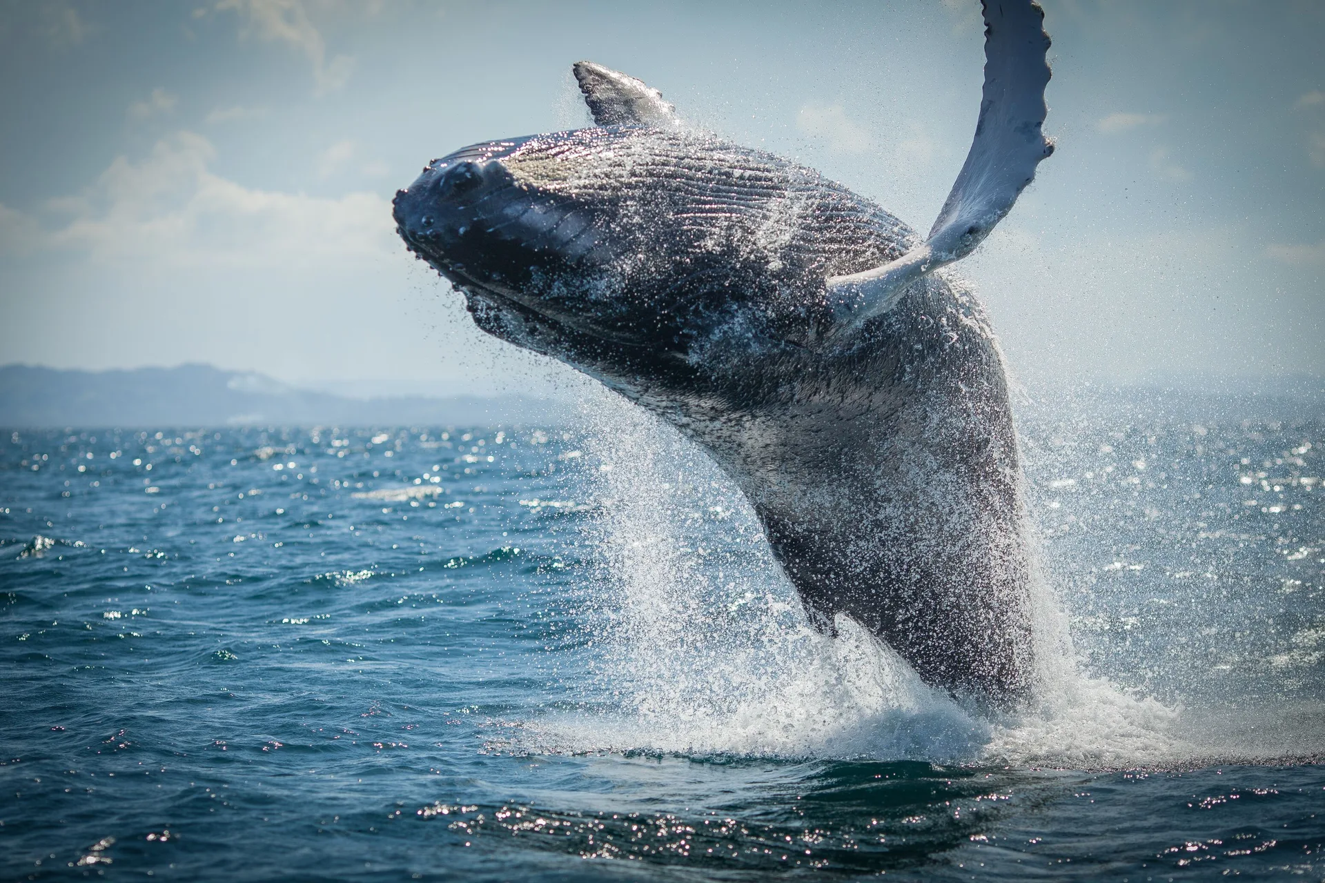 A humpback whale breaches from the ocean near Wyndham Alltra Samana Resort.
