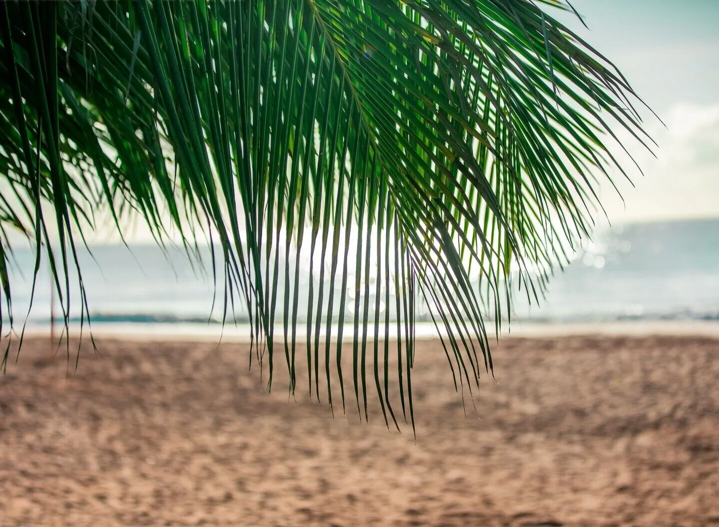 Palm fronds over the beach at Wyndham Palmas Beach and Golf Boutique Resort.