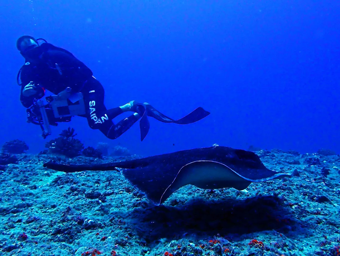 Stingray City Excursion — Kimpton Seafire Resort + Spa