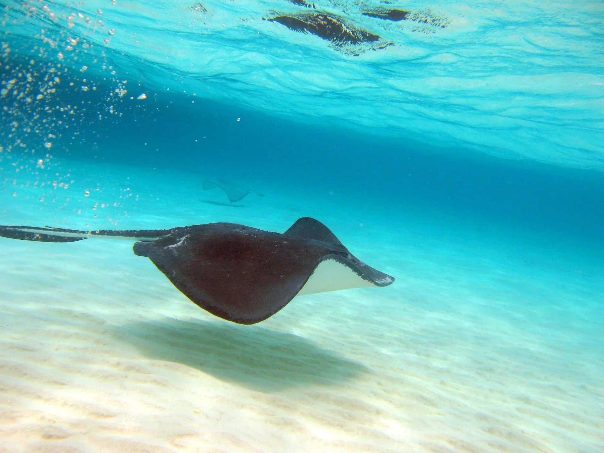 Stingray Sandbar Swim — Palm Heights